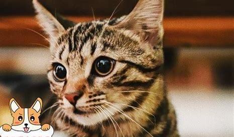 小母猫几个月开始发请