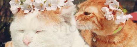 中华田园猫21种花色