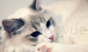 猫咪唾觉为什么蜷成团