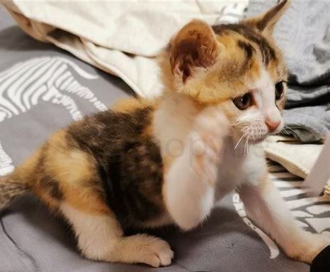 四个月小猫怎么养