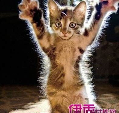 被猫抓伤出血要打针吗多久之内