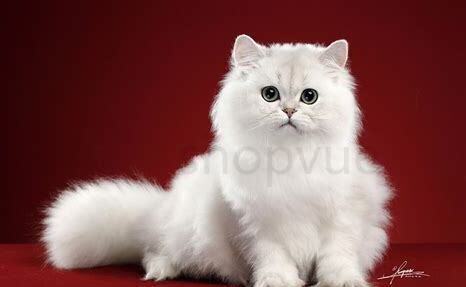 拿破仑猫属于什么品种