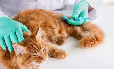 猫的疫苗多长时间打一次
