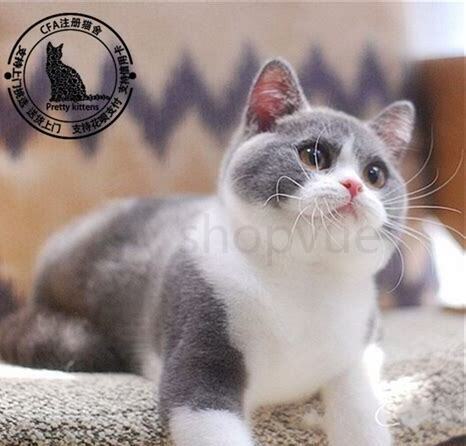 猫的世界是什么颜色的