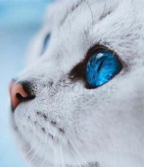 猫的眼睛白膜能自愈吗