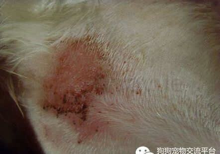狗狗得了犬瘟没钱治怎么办 狗狗得了犬瘟没钱治怎么办