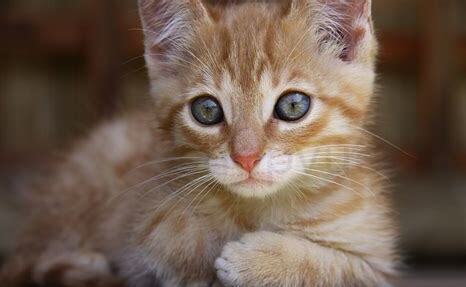 猫眼睛里有毛用不用管