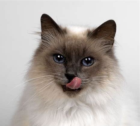 牛奶猫咪是什么品种