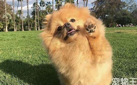 二个月的博美如何养才能长大,二个月的博美怎么养