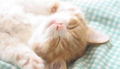 猫咪偶尔用一次人的沐浴露 猫咪偶尔用一次人的沐浴露