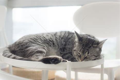 两只猫咪在一起如何养活,两只猫咪在一起怎么养 两只猫咪在一起如何养活,两只猫咪在一起怎么养