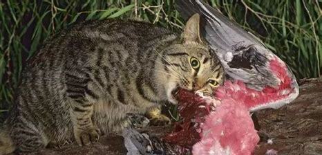 小野猫能养吗