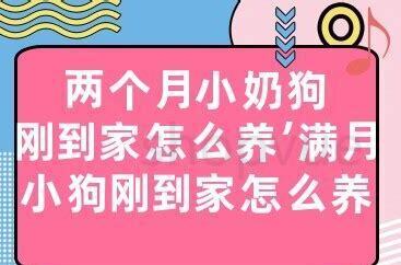 两个月的博美如何养最好,两个月的小博美怎么养 两个月的博美如何养最好,两个月的小博美怎么养
