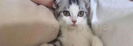 猫吃骨头划伤肠胃会自愈吗