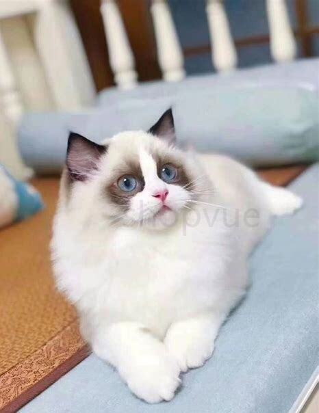 暹罗猫和布偶猫区别 暹罗猫和布偶猫区别