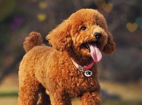 如何养刚出生的泰迪犬视频,怎么养刚出生的泰迪犬