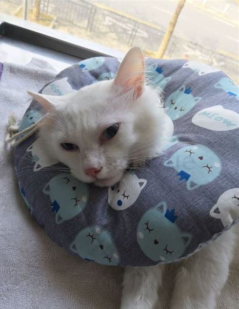 一个月大的猫如何养活,一个月大的猫怎么养
