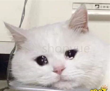 猫咪的头小幅度的颤抖