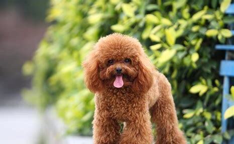 两个月大的贵宾犬如何养的,两个月大的贵宾犬怎么养