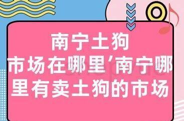 两个多月的博美怎么养 两个多月的博美怎么养