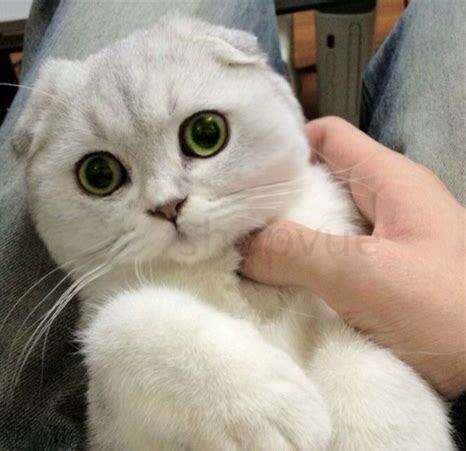长不大的猫咪品种