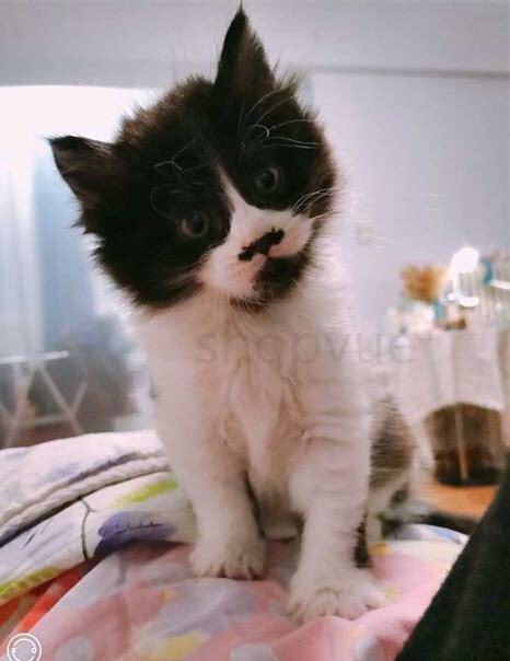 新来的猫和原来的猫打架怎么办