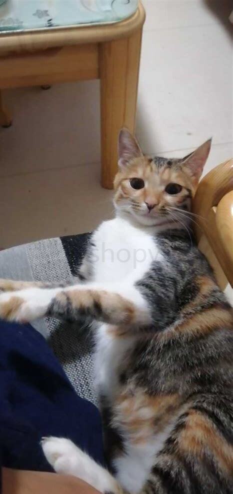 宠物猫把蟑螂吃了怎么办