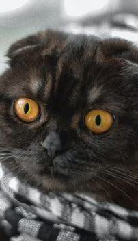 猫的瞳孔一天三变分别是什么
