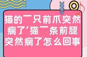猫没外伤突然瘸了