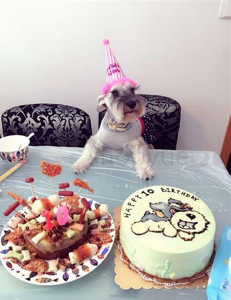 狗狗可以吃猕猴桃不