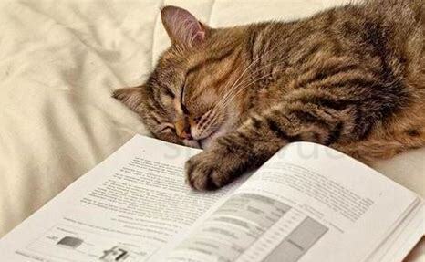 猫临死前会眷恋主人吗
