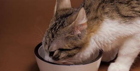 猫可以吃蛋糕吗