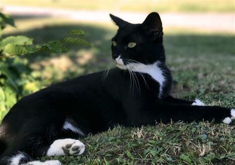 怎么判断猫咪是不是黑下巴