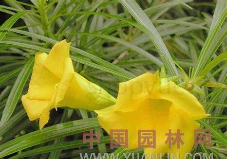 什么是黄花夹竹桃,带你了解黄花夹竹桃的习性与购买注意事项等 什么是黄花夹竹桃,带你了解黄花夹竹桃的习性与购买注意事项等