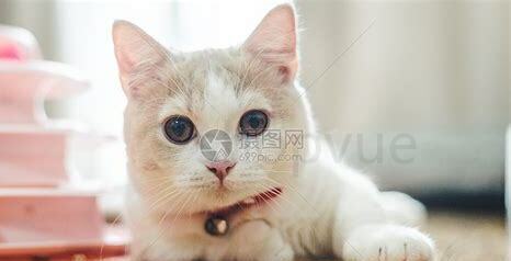 猫咪睡觉为什么卷成团
