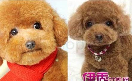 1个多月的小泰迪如何养活,1个多月的小泰迪怎么养