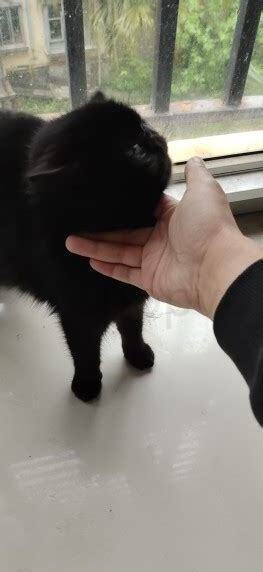 一个月大加菲猫如何养才能长大,一个月大加菲猫怎么养 一个月大加菲猫如何养才能长大,一个月大加菲猫怎么养