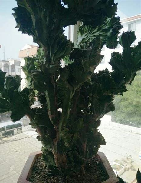 什么是麒麟吐珠,带你了解麒麟吐珠的习性与购买注意事项等 什么是麒麟吐珠,带你了解麒麟吐珠的习性与购买注意事项等