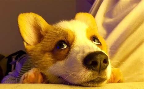 柯基犬一个月如何养最好,柯基犬一个月怎么养