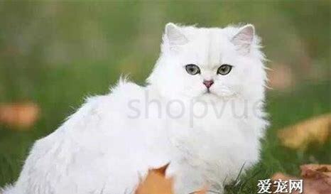 猫喜欢你的表现是什么