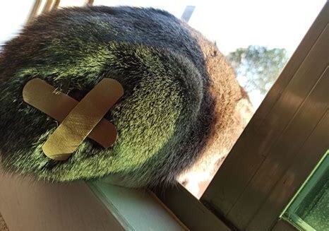 被奶猫抓伤了不要恐慌 被奶猫抓伤了不要恐慌