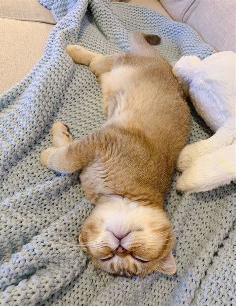 猫会吃醋吗 猫会吃醋吗