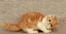 猫哼哼是什么情况