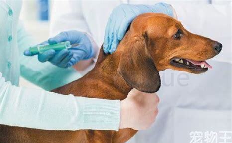 土狗光打个狂犬疫苗行吗