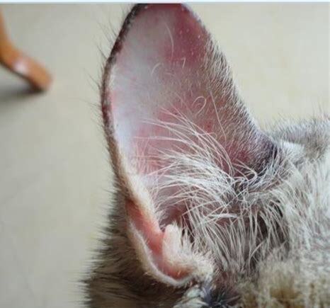 猫咪耳朵背面毛有点秃怎么回事，可以用达克宁吗