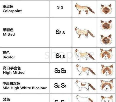 中华田园猫体重年龄对照表