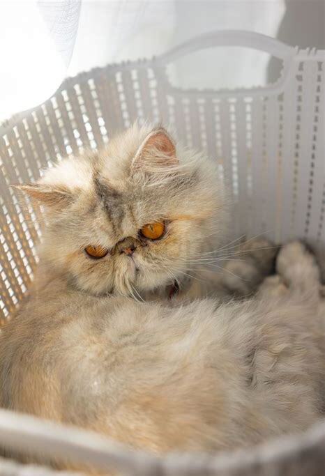 野猫生的小猫能养吗