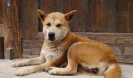 黑柴犬和四眼土狗的区别