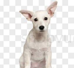 狗一只耳朵突然下垂