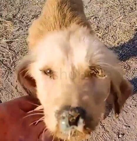 狗狗一只眼有黄脓状眼屎用什么药,狗狗眼角有黄脓状眼屎用什么药